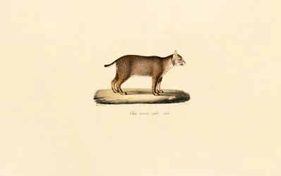 Erwachsener Rotluchs