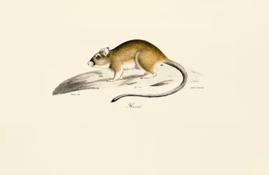 Afrikanische Rennmaus