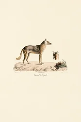 Afrikanischer Goldschakal aus Senegal