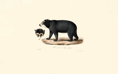 Anden-Brillenbär (Chilenischer Andenbär)