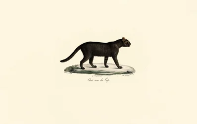 Schwarzfußkatze