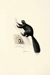 Schwarzer Kapuzineraffe (männlich)