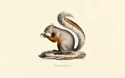 Kalifornisches Erdhörnchen