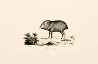 Nabelschwein