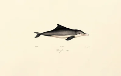 Gewöhnlicher Delfin (Delphinus delphis)