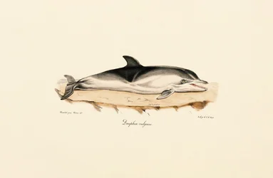 Gewöhnlicher Delfin