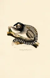 Gewöhnlicher Marmoset (weiblich)