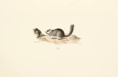 Nutria