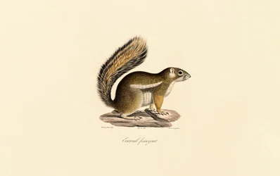 Östlicher Streifenhörnchen