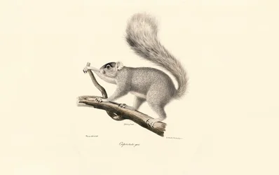 Östliches Grauhörnchen