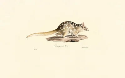 Östlicher Quoll