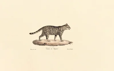 Europäische Wildkatze