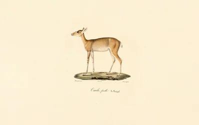 Weibliche Oribi-Antilope