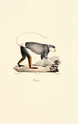 Weiblicher Husarenaffe