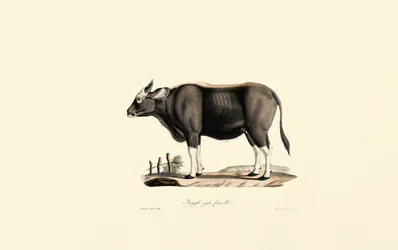 Gaur Weiblich