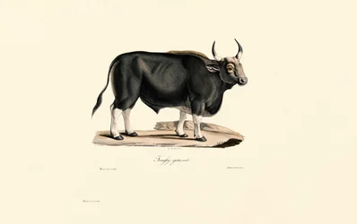 Gaur Männlich