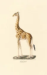 Giraffe (Weiblich)