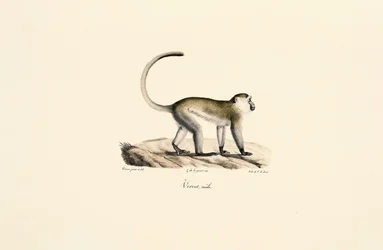 Grüner Meerkatze (Chlorocebus sabaeus)