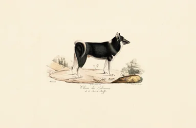 Grönlandhund