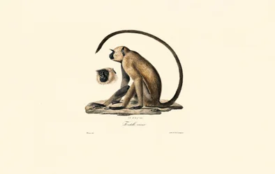 Grauer Langur (Entelle vieux)