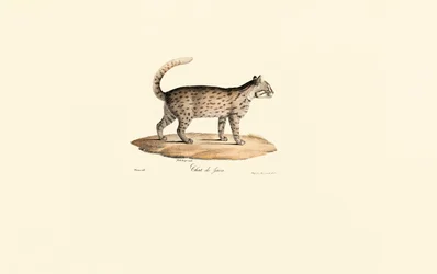 Leopardkatze (Prionailurus bengalensis)