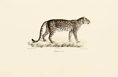 Leopard, männlich