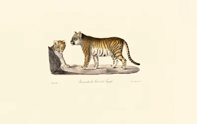 Löwen-Tiger-Hybrid