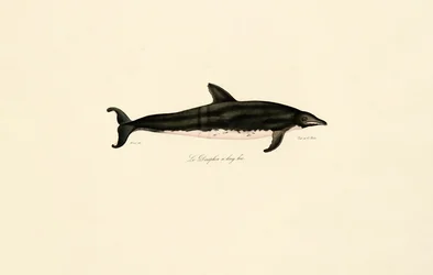 Langschnauziger Delfin