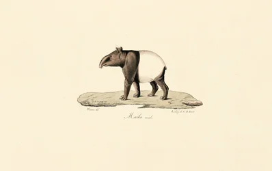 Malaiischer Tapir