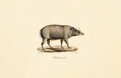 Männlicher Babirusa