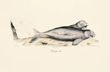 Männlicher Dugong