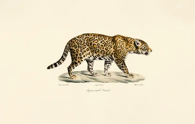 Männlicher Jaguar