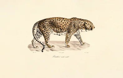 Männlicher Leopard