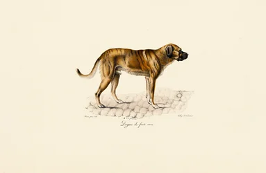 Mastiff