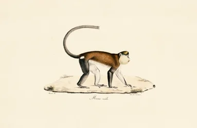 Mona-Affe