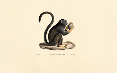 Mona-Affe mit Frucht