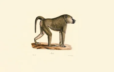 Olivenpavian