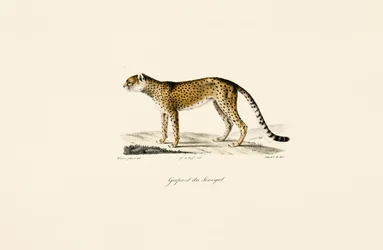 Senegal-Gepard