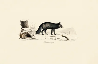 Silberfuchs