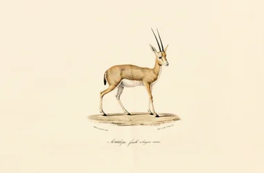 Schlankhorn-Gazelle, Weibchen
