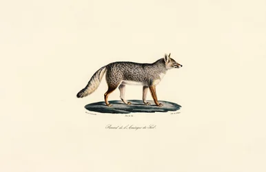 Südamerikanischer Fuchs