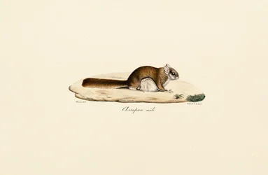 Südliches Flughörnchen (Männlich)