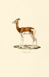 Springbock (Weiblich)