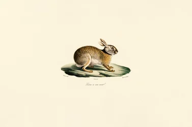 Tolai-Hase (Schwarzhals-Hase)