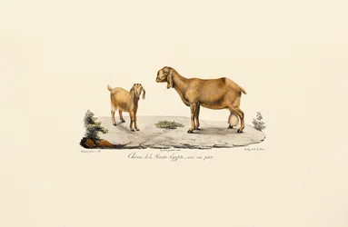 Oberägyptische Ziege mit Jungtier