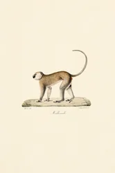 Grüner Meerkatze (Malbrouck)