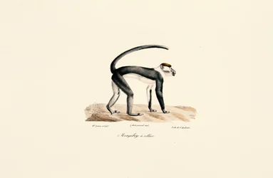 Weißnackenmangabe (Cercocebus torquatus)