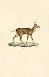 Weißwedelhirsch