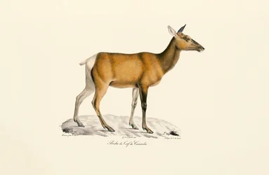 Weißwedelhirsch - Weiblich
