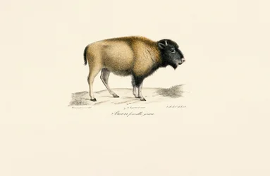 Junger Amerikanischer Bison